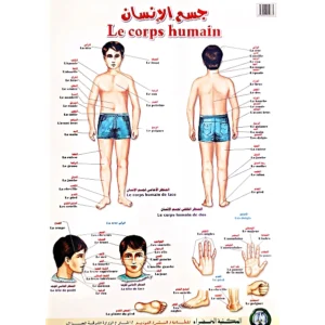Affiche bilingue français-arabe Le corps humain