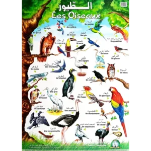 Affiche Les oiseaux - bilingue arabe-français